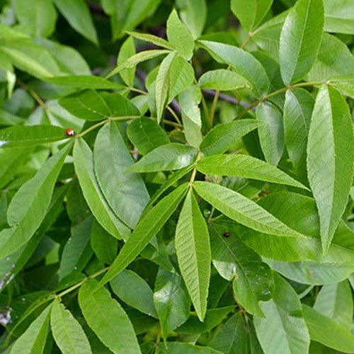 Bitternut Hickory