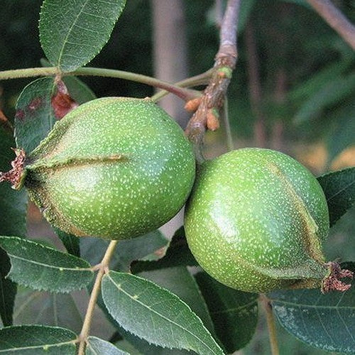 Bitternut Hickory