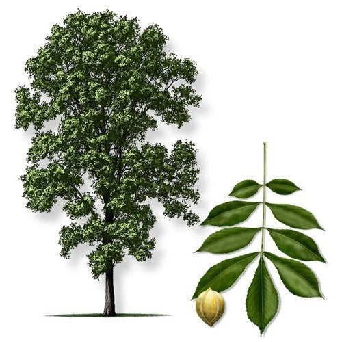 Bitternut Hickory