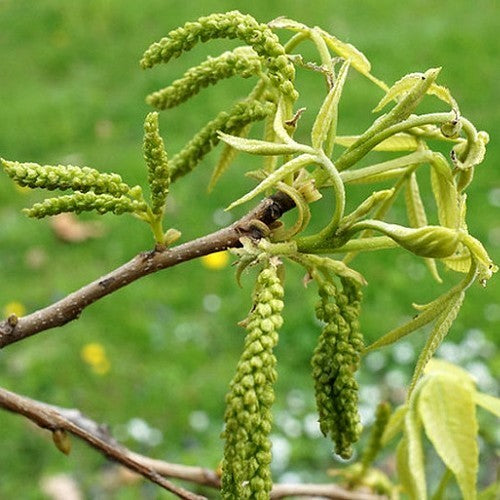 Bitternut Hickory