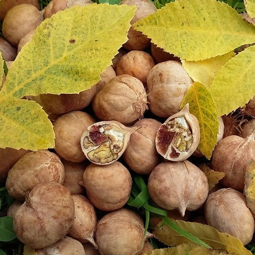 Bitternut Hickory