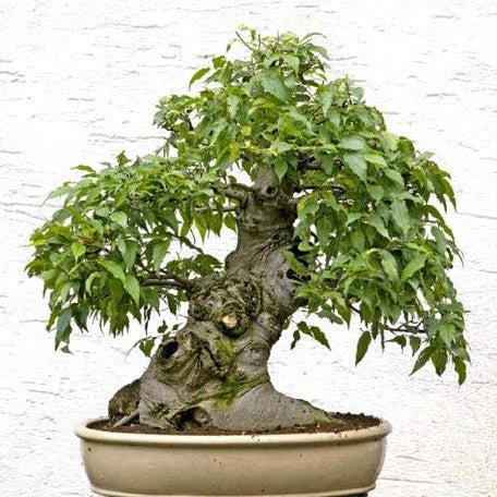 Celtis sinensis