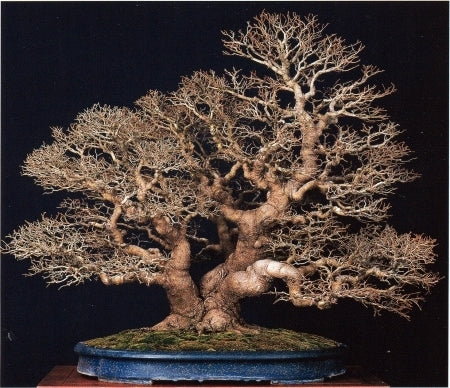 Celtis sinensis