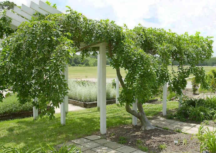 Celtis sinensis