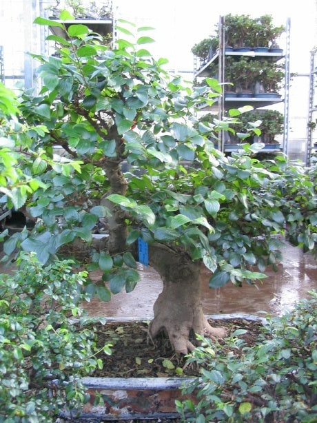 Celtis sinensis