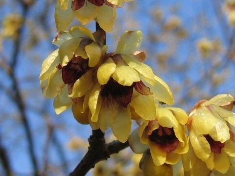 Chimonanthus praecox