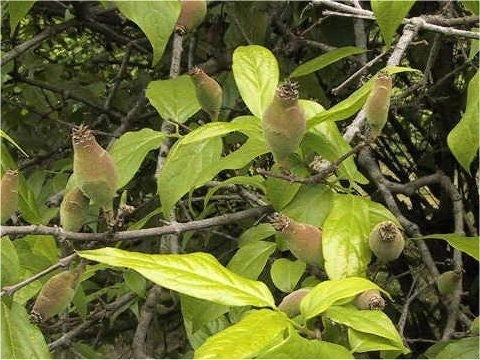 Chimonanthus praecox