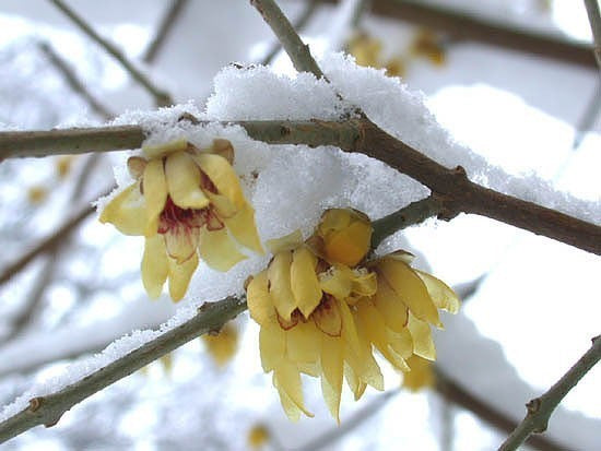 Chimonanthus praecox