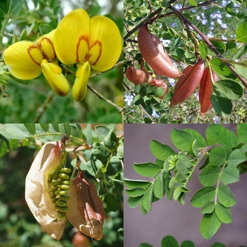 Colutea arborescens