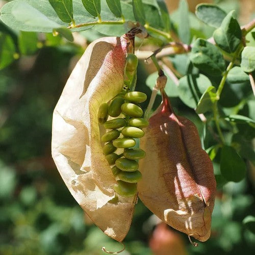 Colutea arborescens