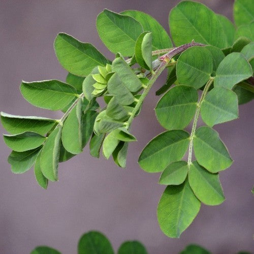 Colutea arborescens