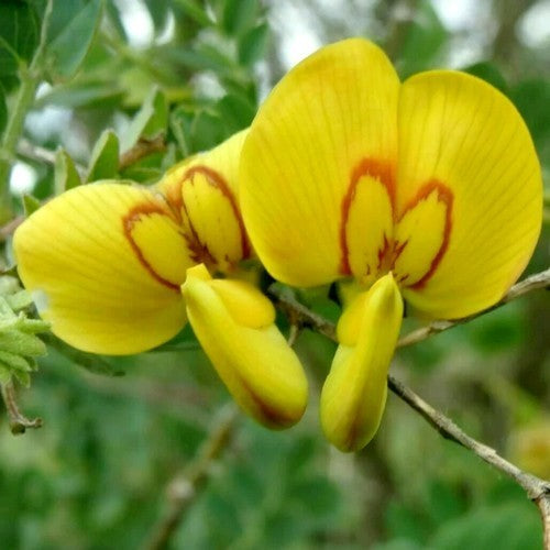 Colutea arborescens