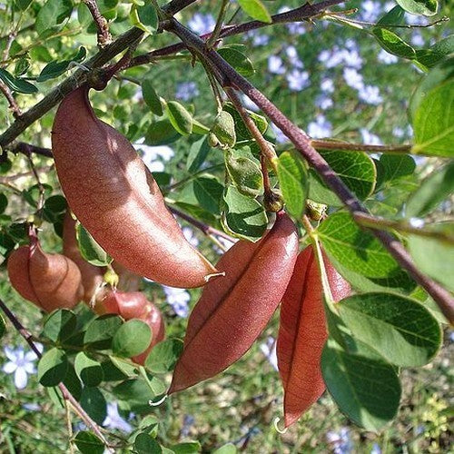 Colutea arborescens