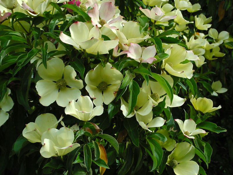 Cornus capitata