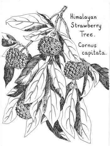 Cornus capitata