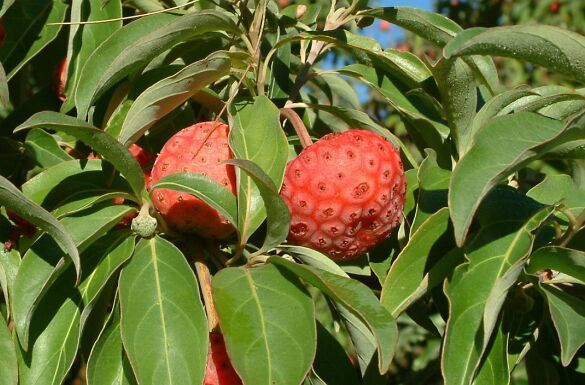 Cornus capitata