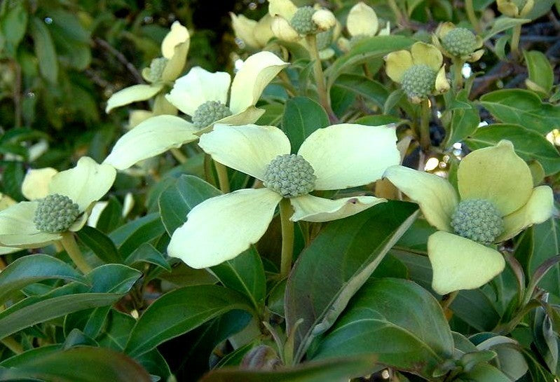 Cornus capitata