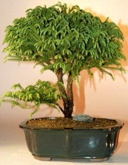 Cryptomeria japonica