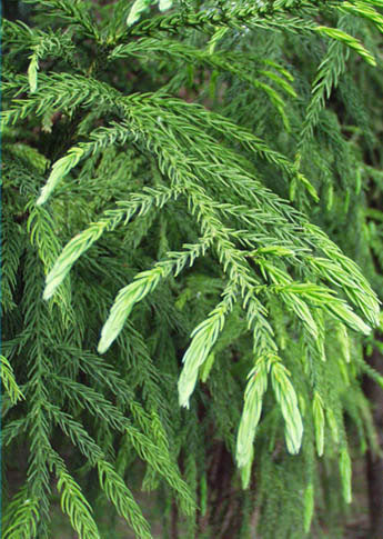 Cryptomeria japonica
