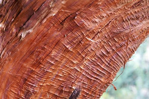 Cryptomeria japonica