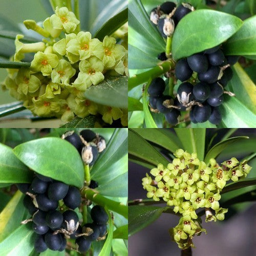 Daphne laureola