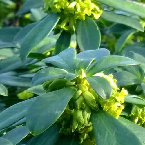 Daphne laureola