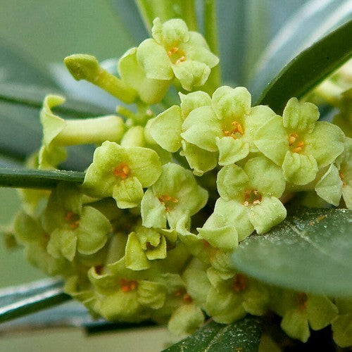 Daphne laureola