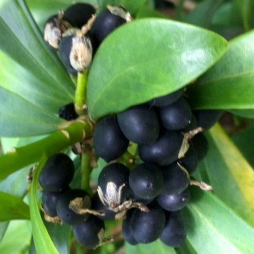 Daphne laureola