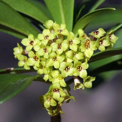Daphne laureola