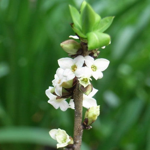 Daphne mezereum 'Album'