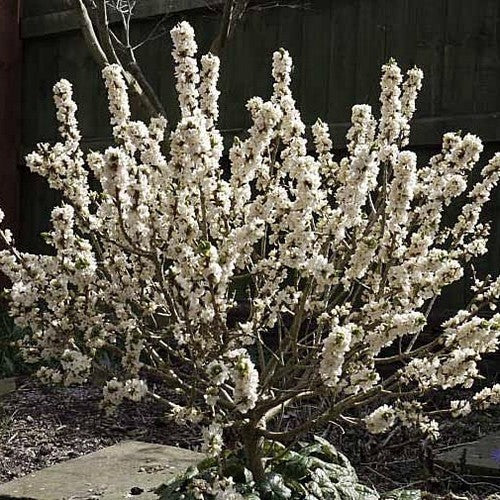 Daphne mezereum 'Album'