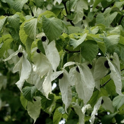 Davidia involucrata