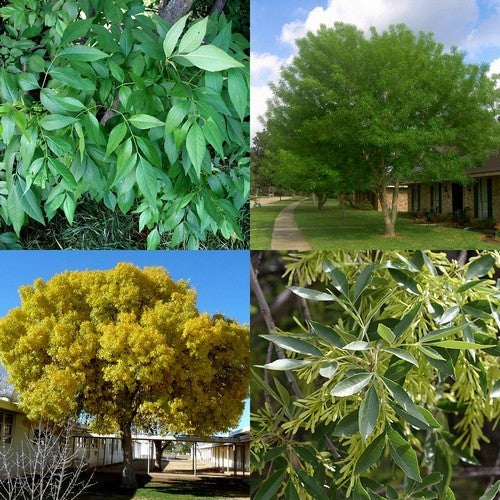 Fraxinus velutina