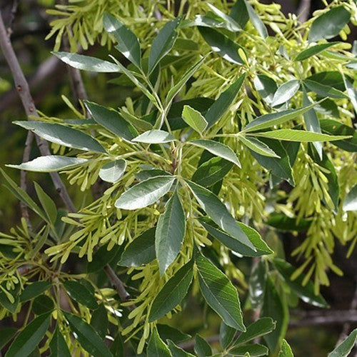 Fraxinus velutina