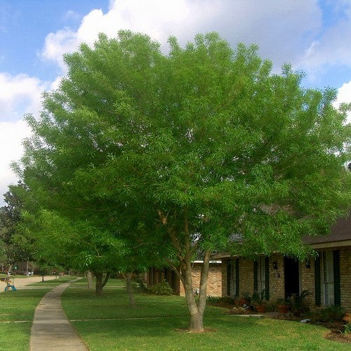Fraxinus velutina