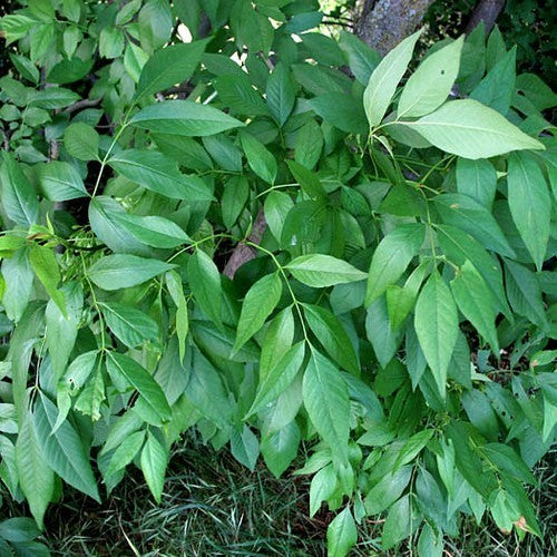 Fraxinus velutina