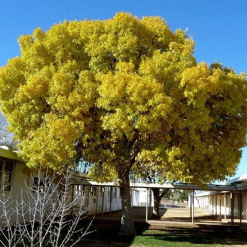 Fraxinus velutina