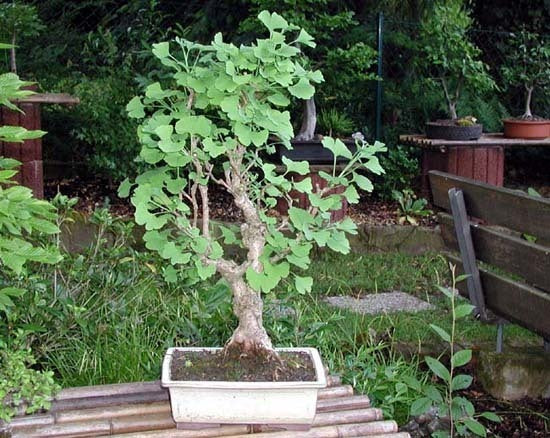 Ginkgo biloba