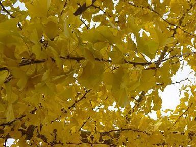 Ginkgo biloba