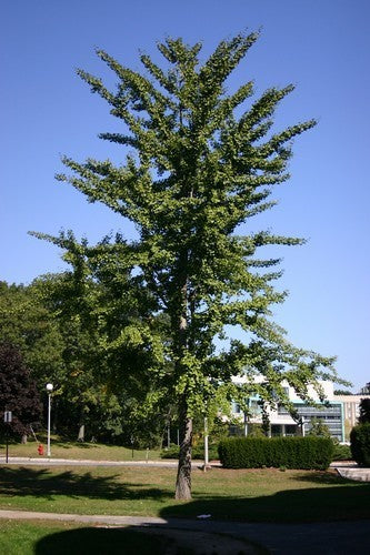 Ginkgo biloba