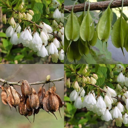 Halesia monticola
