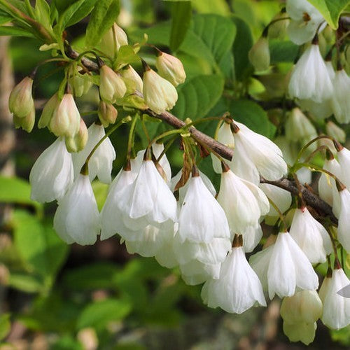 Halesia monticola
