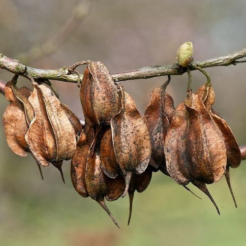 Halesia monticola