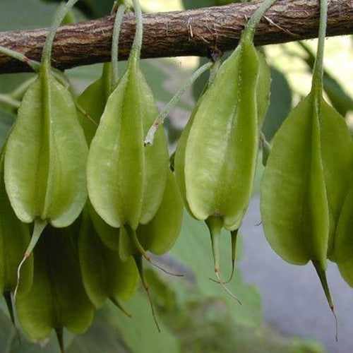 Halesia monticola