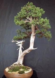 Juniperus chinensis