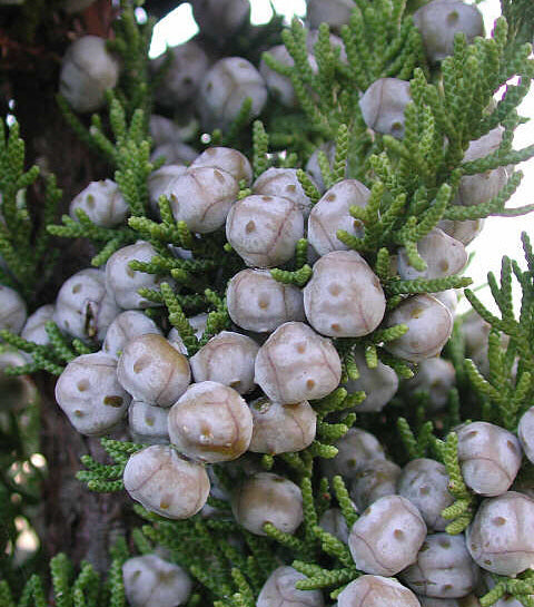 Juniperus chinensis