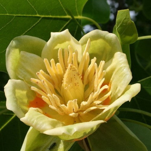 Liriodendron tulipifera