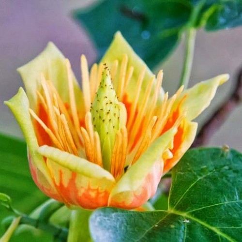 Liriodendron tulipifera
