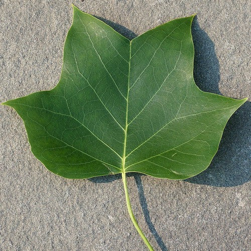 Liriodendron tulipifera
