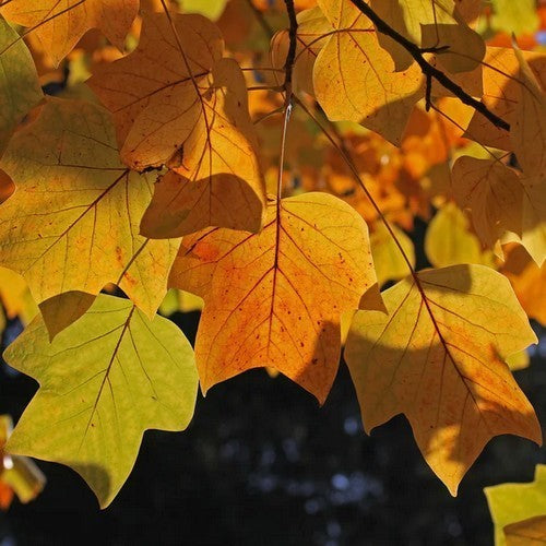 Liriodendron tulipifera